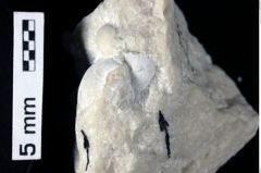 Foto (Detailansicht) von Goniodromites sp. (NHMW-GEO-1990-0041-0416)